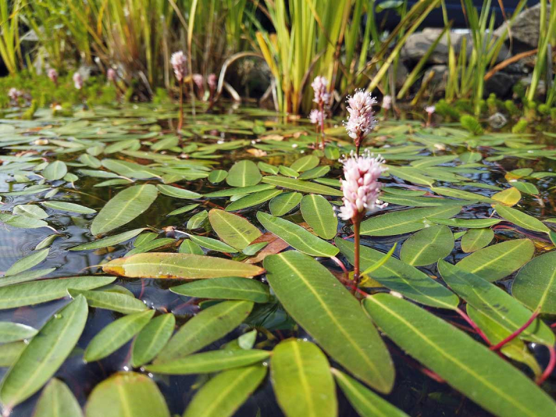 Preview: Wasserknöterich - Polygonum amphibium